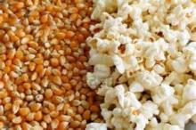  Popcorn  Kernel