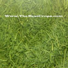 The best supplying herbal tea ingredients,Thebestcrops