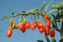 GOJI BERRY