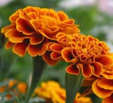 Marigold extract lutein 5% 10% 20% 80%