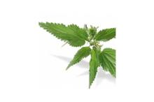 FDA Sting Nettle root Extract 3,4-divanillyltetrahydrofuran for Sports nutrition products