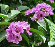 100%  Natural  Banaba Leaf Extract Corosolic acid for nutritional supplement
