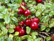 12 years factory supply 5%-70%  Cranberry   Anthocyanin 