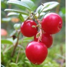 Nature 5-70%Lingonberry Anthocyanin