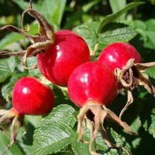 100%Natural wild  Rose   Hip   Extract 