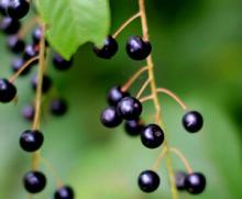 High Quality Prunus Padus Extract