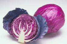 High quality  red   cabbage  extract /anthocyanin