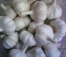 fresh garlic for sale