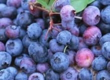 100% Pure organic blueberry concentrate/pure blueberry juice