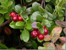 (Canada Imported Cranberry) Fruit juice concentrate cranberry extract