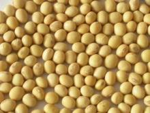 100% Natural Textured Soya Protein (NON-GMO soybean)