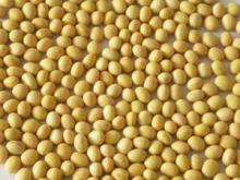  Isolate   Soya  protein(NON-GMO soybean)