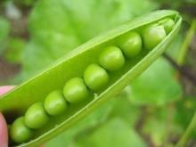 Natural Pea protein Isolate powder