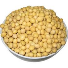 Concentrate Soya protein (NON-GMO soybean)