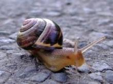 Snail  Protease  protein