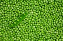  fresh   green   pea s