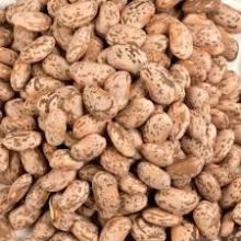 Pinto Beans