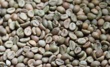 Robusta Coffee