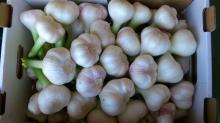 Fresh Garlic