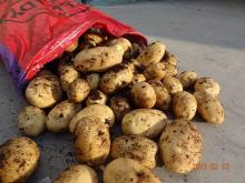 Fresh Potatoes