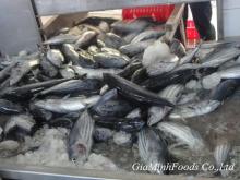  FROZEN   SKIPJACK  TUNA  WHOLE   ROUND 