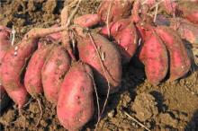 fast delivery of sweet potato starch powder,native manufacturer and good price