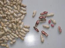 peanut in shell