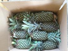 pineapple from Vietnam with competitive price