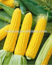 fast delivery of modified corn starch, native manufacturer and good price