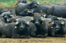 Murrah Buffaloes