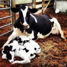 Holstein Heifer Dairy cattles