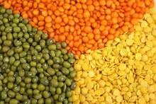 New Crop High Quality Whole and Split Lentils/Red Lentils/Green Lentils