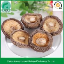 Dry Shiitake  Mushroom s  Price 