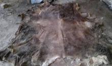 Wet Salted Donkey Hides