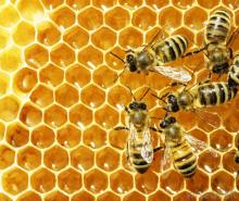 100%  pure   beeswax 