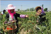  Organic   goji   berry 