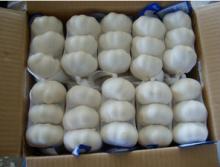 FRESH GARLIC