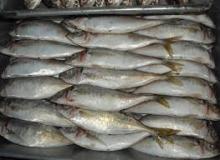 Frozen Pacific Mackerel Fish