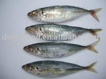 High Quality Seafood Frozen Fish Pacific Mackerel Size 30-40