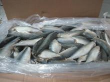250g-350g New Frozen mackerel fish