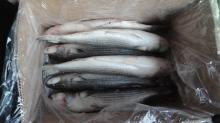 grey mullet without roe