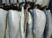 sardine fish hgt