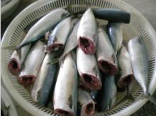 gutted mackerel