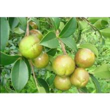 Edible camellia cooking oil extracted from camellia seed