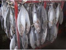 skipjack
