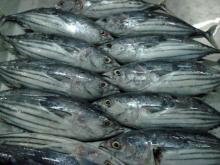 whole skipjack tuna