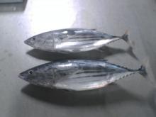 skipjack tuna whole