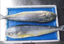 mahi