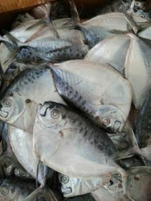 spotted moon fish