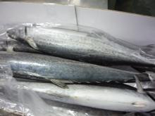 spanish mackerel whole